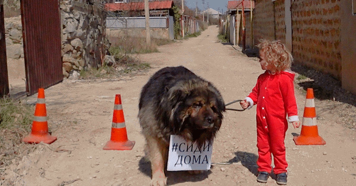 Мы вас охраняем и бережем! - Моё, Самоизоляция, Коронавирус, Гифка