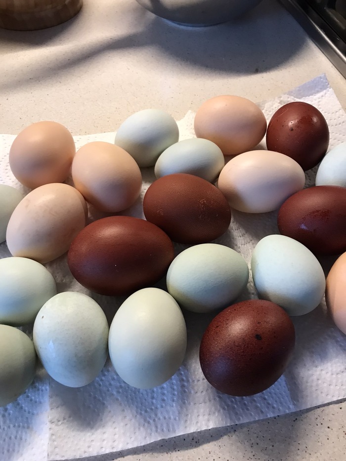 Яйца окрас. Яйца кур Маран. Маран порода кур яйцо. Куры породы Маран яйца. Яйцо курицы породы Маран.