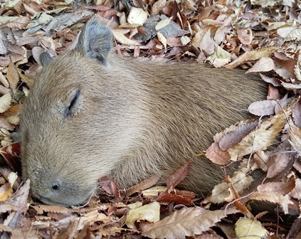 Cosy - Capybara, Milota, Autumn leaves, Twitter