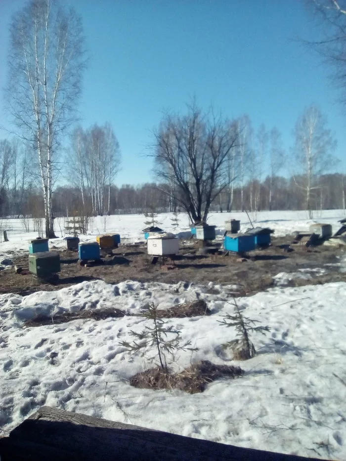 While everyone has the virus, we are exhibiting bees! Happy start of the season to all beekeepers and don’t get sick! - My, Spring, Apiary, Beekeeping, Longpost, Video