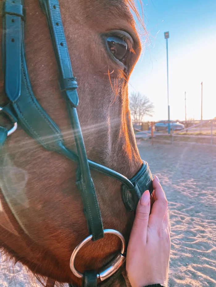 Spring - My, Horses, Beginning photographer, The photo