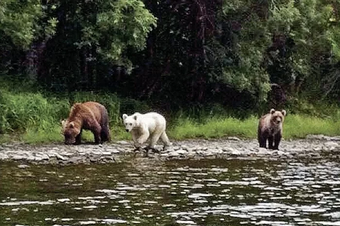 Albino or?... - The Bears, Polar bear