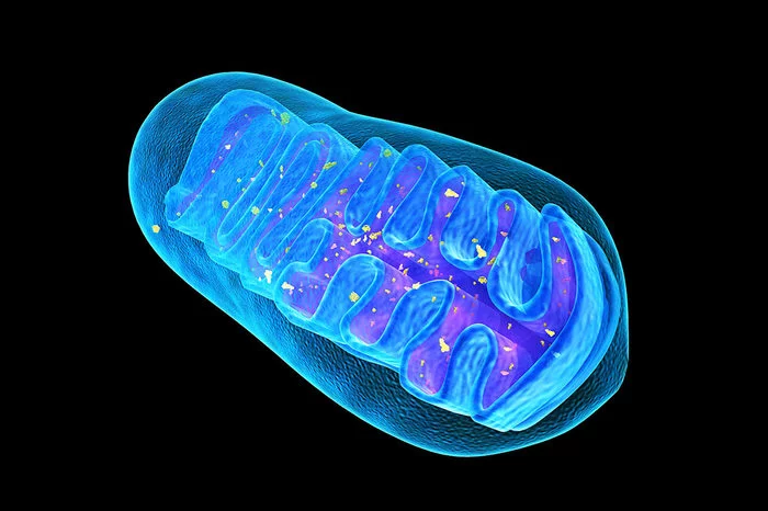 Mitochondria - My, Humor, Mitochondria