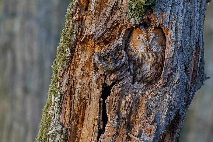 Disguise - Disguise, Nature, Owl, Grey Owl