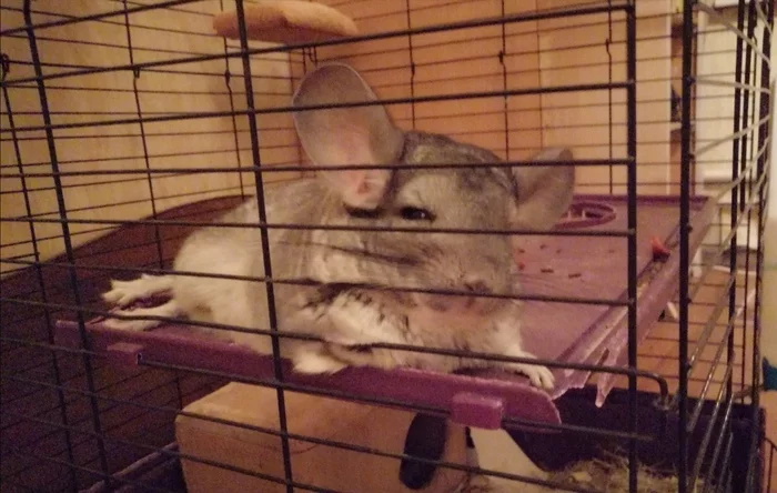 Yes, what do you know about lying down pathetically?! - My, Chinchilla, Couch potato, Pathos