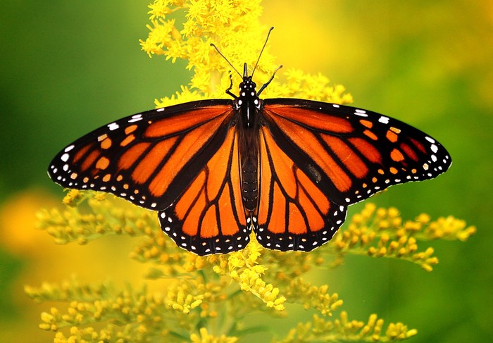 Данаида-монарх – бабочка, перелетающая океан Бабочка, Миграция, Длиннопост