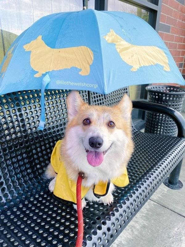 Delight! - Dog, Corgi, Delight, Raincoat, The photo, Milota