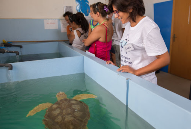 Hospital for turtles affected by plastic waste - Turtle, Ecology, Ocean pollution, Animal Rescue, Plastic, Animals, Italy, Garbage, Video, Longpost