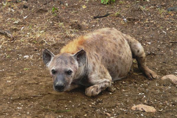 Spotted hyena: the tribulations of motherhood - Hyena, Spotted Hyena, Motherhood, Young, Informative, Longpost, Animals, Childbirth, Picture with text