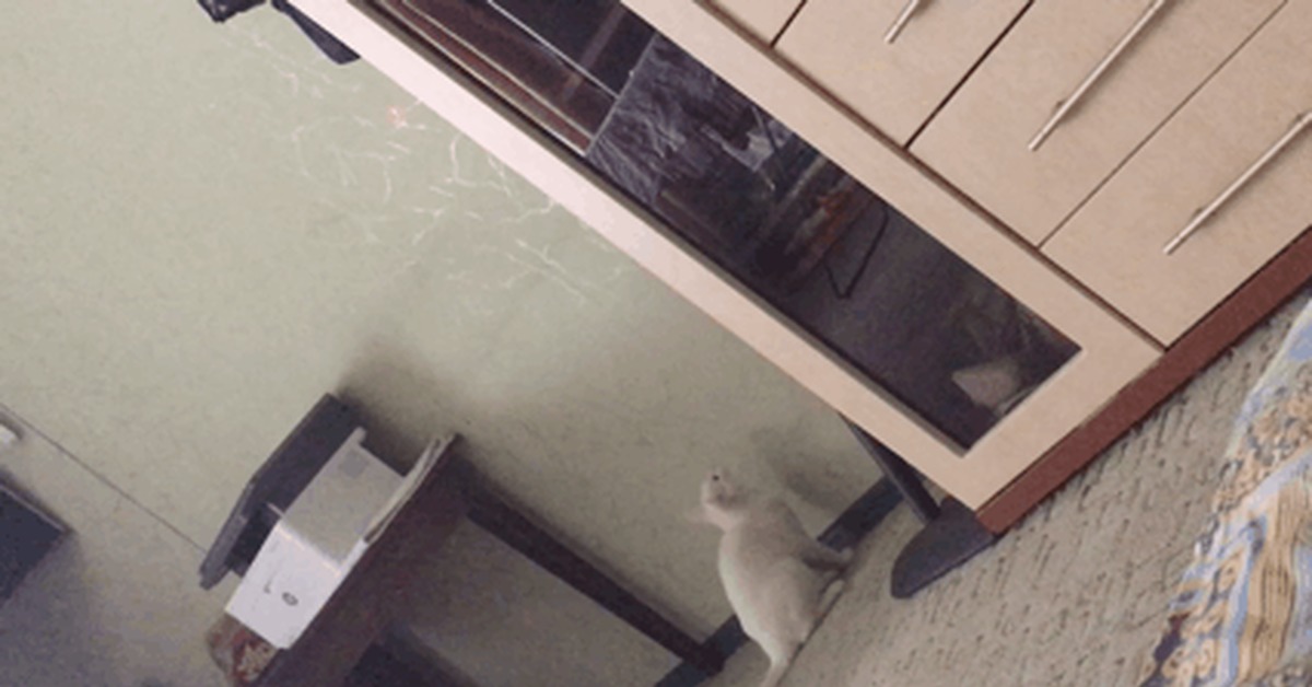 How high does your cat jump?) - My, cat, Milota, Self-isolation, GIF