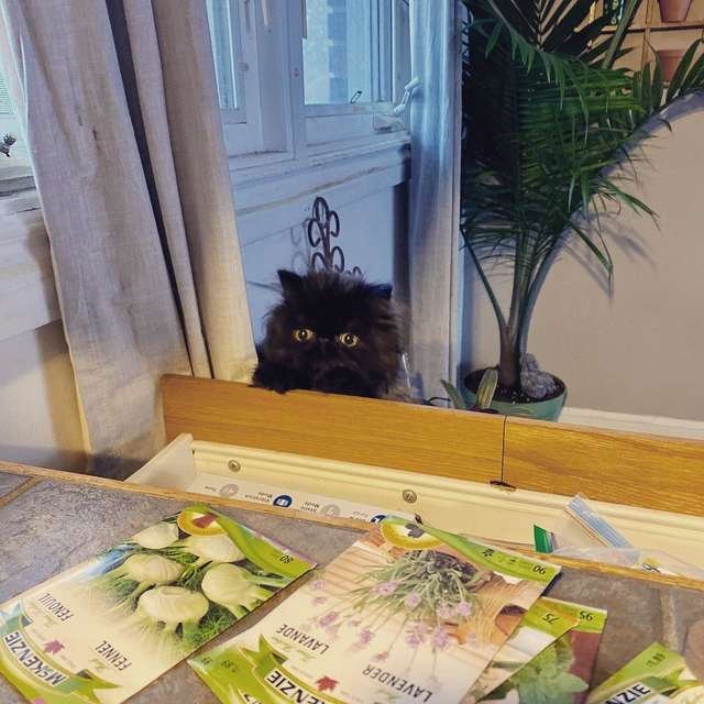 The kitten found an interesting way to find out what his owner is doing on the kitchen table - cat, Kittens, Persian cat, Interesting, Longpost