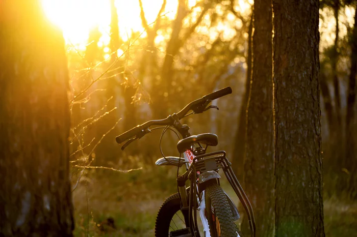 Evening bike rides in the forest - My, A bike, The photo, Nature, Sunset