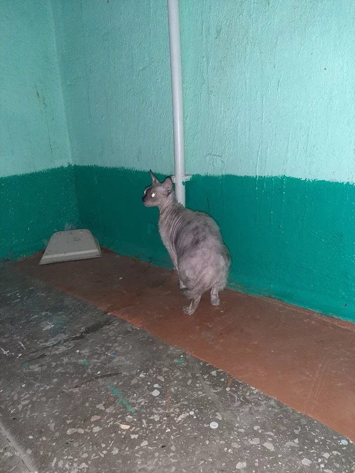 Fanipol. Cat found - My, Fanipol, Pets, No rating, Longpost, Republic of Belarus, cat