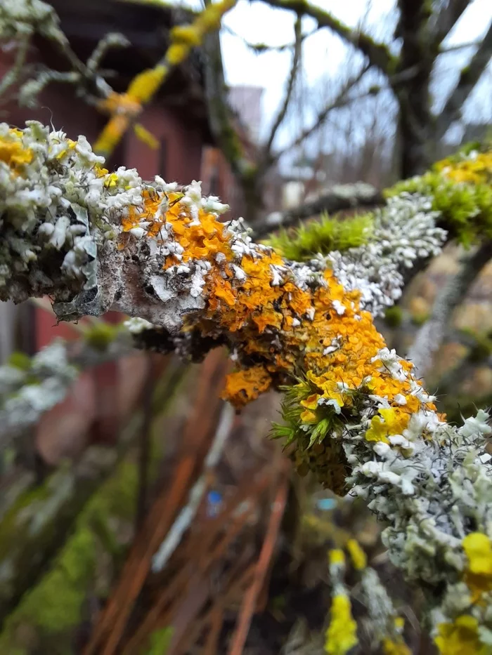 Microworld - My, Mobile photography, Macro, Nature, beauty of nature, The photo, Beginning photographer, Lichen, Photographer, Macro photography