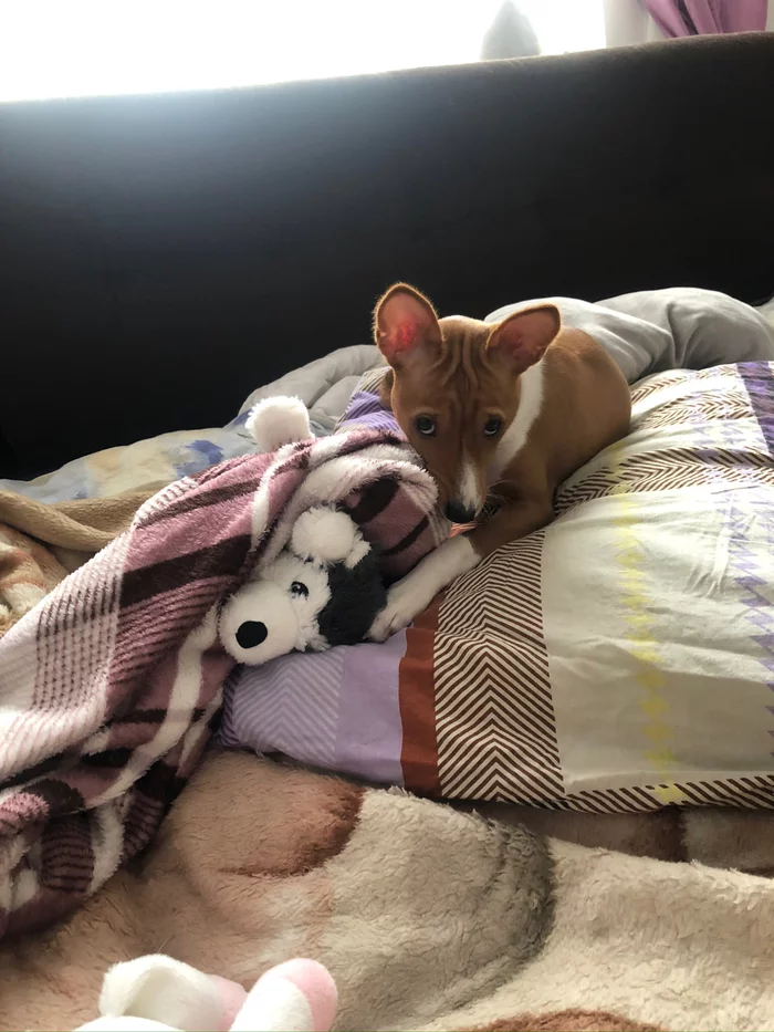 Here they asked how life is with a Basenji... - My, Basenji, Dog, Video, Longpost