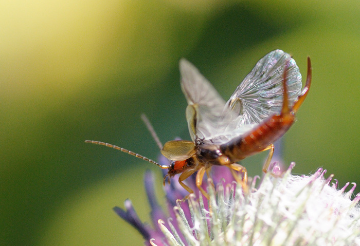 And no ears... - My, Earwig, Insects, Insectophobia, Longpost