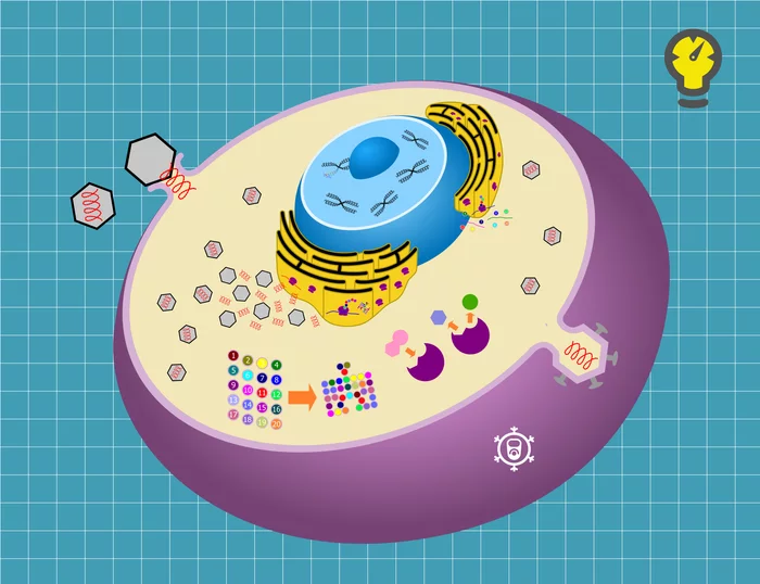 Как вирусы взламывают наши клетки? Объяснение в 10 картинках