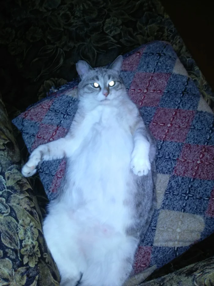 Semyon Semyonich... - Indifference, Longpost, cat
