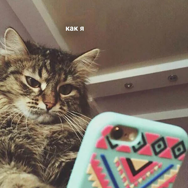 When you left your phone unattended - cat, Picture with text, Oleg, Longpost