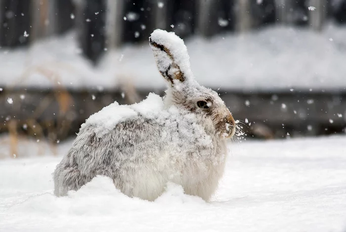 Hare in Calgary today - My, Hare, Snow, Calgary, Wild animals
