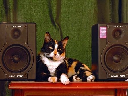 Как кошки реагируют на музыку? | Пикабу