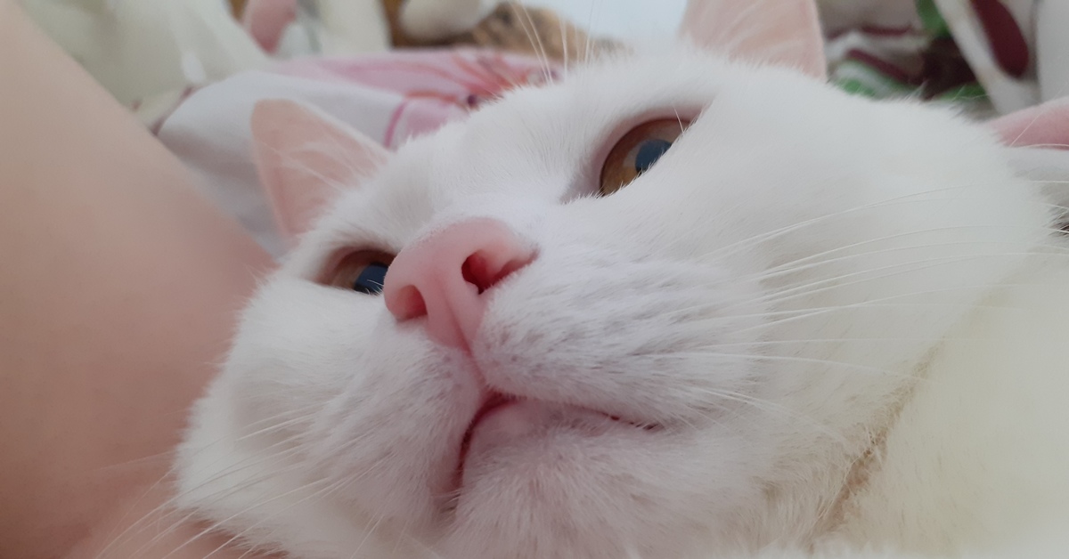 Песни голубые глазки розовые щечки. Розовый нос. Кот с розовым носом. Розовый кошачий нос. Котик с розовым носиком.
