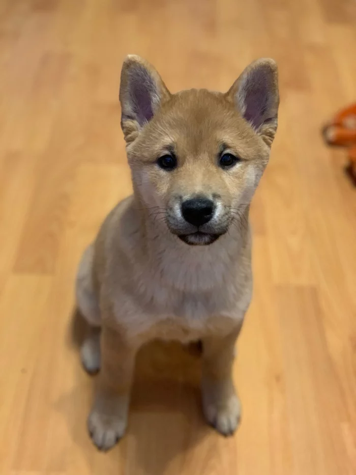 Hi all. This is baby Kai, he is 3 months old - Shiba Inu, Dog, Children, Puppies