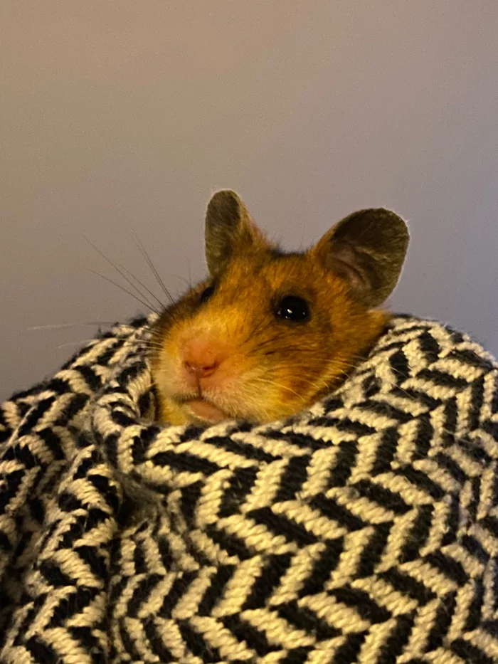 It got colder - My, Syrian hamster, Hamster, Pets, Animals, Pets, The photo