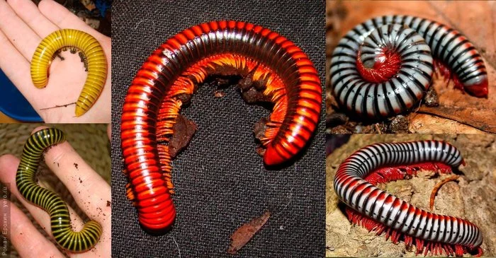 One foot, two feet, three feet... - My, Kivsyak, Centipede, Insectophobia, Nature, Longpost