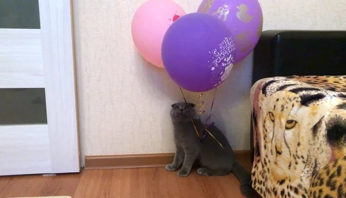 Cat and balloons. Trap for Space - My, cat, Kittens, Video, Humor, Scottish lop-eared, Diary, Pets, Pet, Longpost