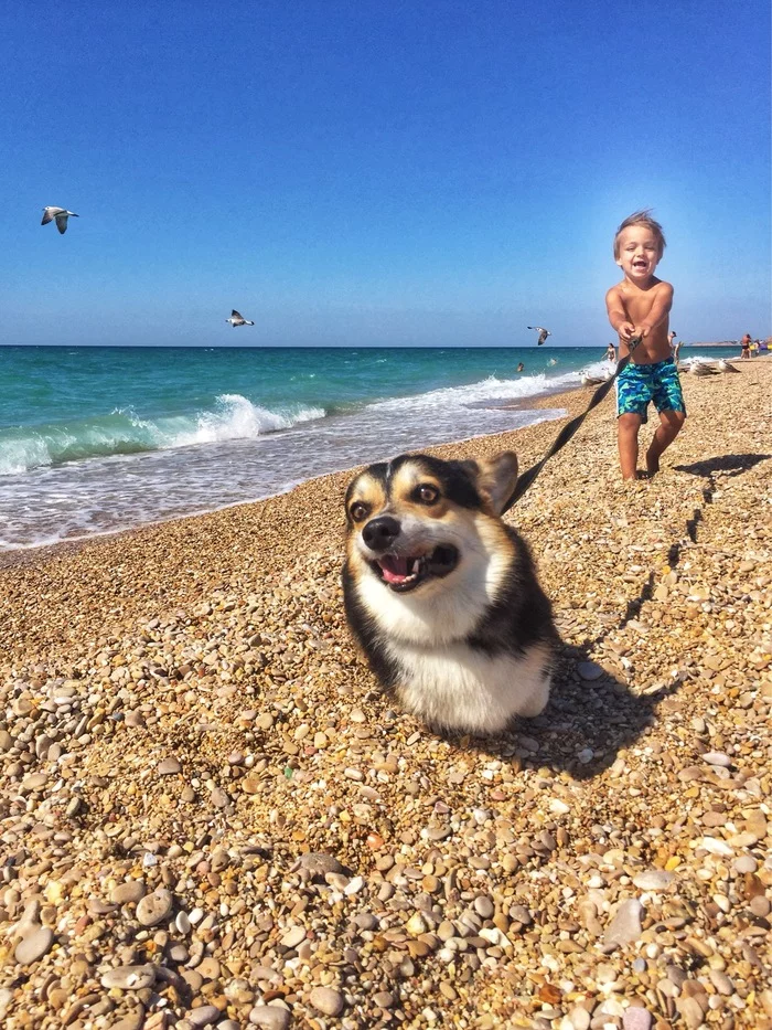 Woolly wolf - My, Welsh corgi pembroke, Black Sea, Dog, Corgi, Children, Beach