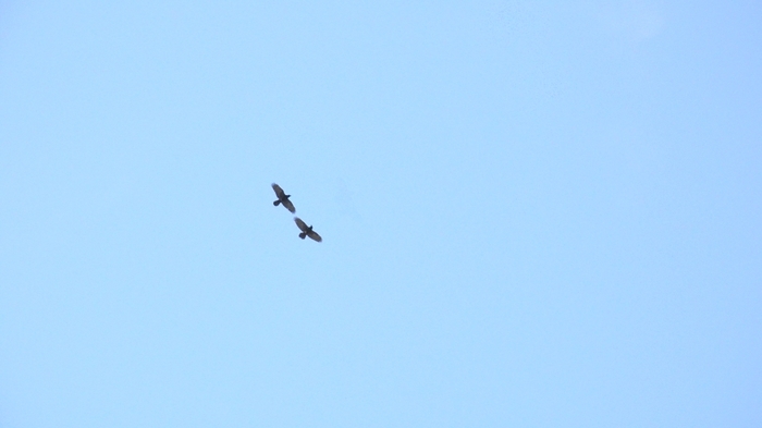 какая птица меньше колибри. Смотреть фото какая птица меньше колибри. Смотреть картинку какая птица меньше колибри. Картинка про какая птица меньше колибри. Фото какая птица меньше колибри какая птица меньше колибри. Смотреть фото какая птица меньше колибри. Смотреть картинку какая птица меньше колибри. Картинка про какая птица меньше колибри. Фото какая птица меньше колибри