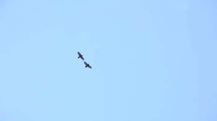 Did you know that Ravens are devoted family men? And they know how to deftly twist “barrels”? Issue #39 - My, Nature, Forest, Crow, Birds, Predator birds, Leningrad region, Animals, Crow, Video, Longpost