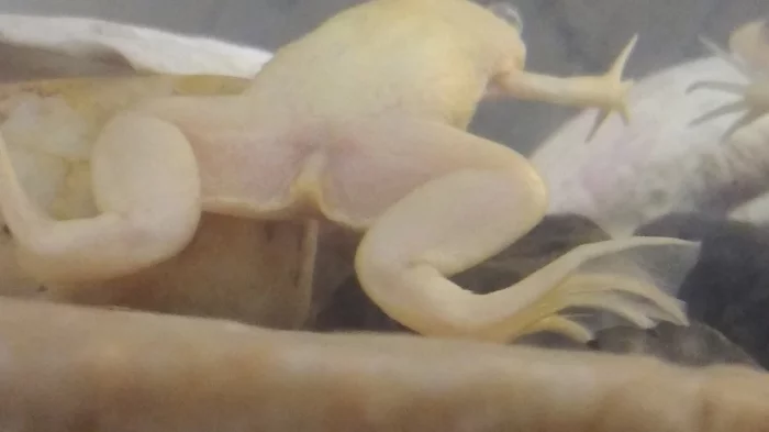 Please tell me what is the gender of my clawed frog? I don’t understand how they should be distinguished - My, Aquarium, Aquarium inhabitants