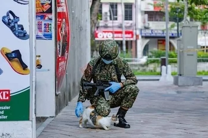 On guard of quarantine - cat, Catomafia, Guards, Longpost