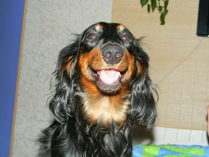 Today my girl passed away - My, Long-haired dachshund, A pity, Longpost, Dog, Sadness, Pets, Death