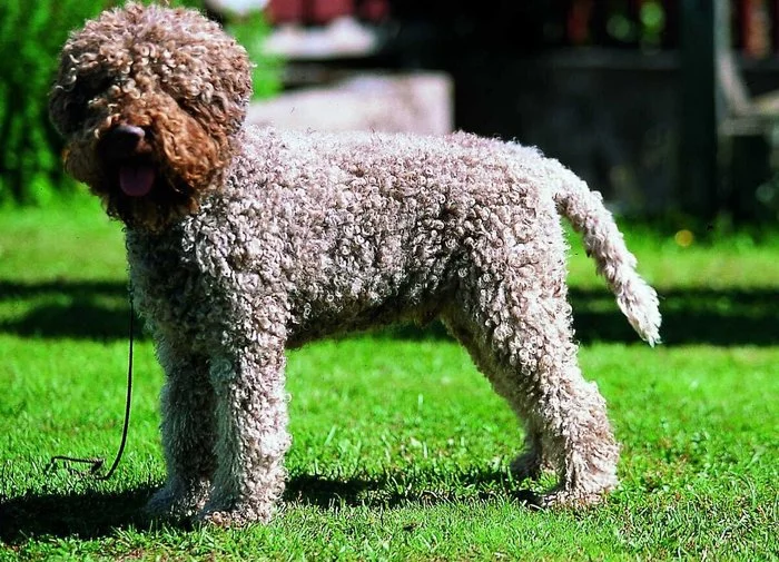Spanish Water Dog Italian Water Dog French Water Dog - Lagotto Romagnolo, Dog, Care and maintenance, Longpost