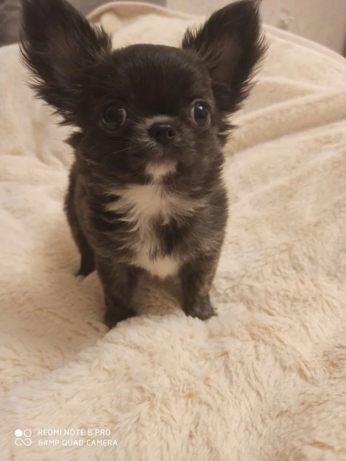 Small dog, big ears) - Happiness, Dog, Puppies, Ears