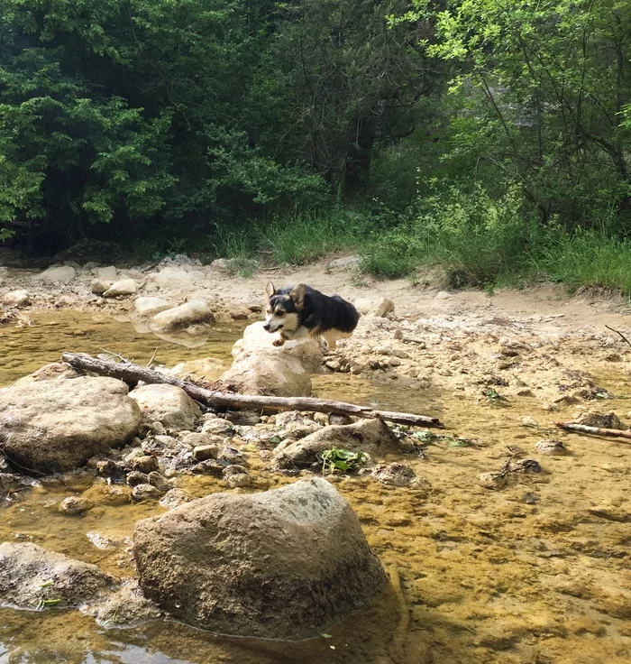 Everyday life of korzhatina (part 2) - My, Welsh corgi pembroke, Dog, How powerful are my paws, Longpost, Corgi