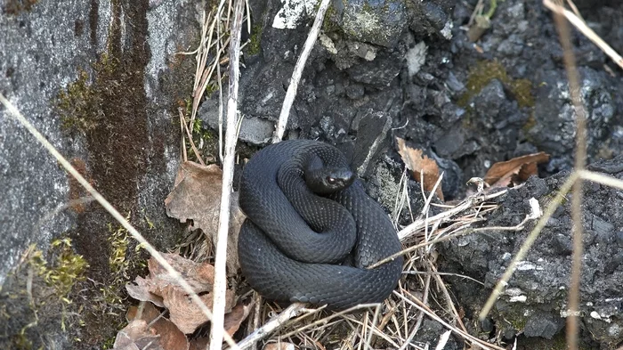 The vipers are awake!!! - My, Vipers, Snake, Nature, Forest, Animals, Wild animals, I, Reptiles, Video, Longpost