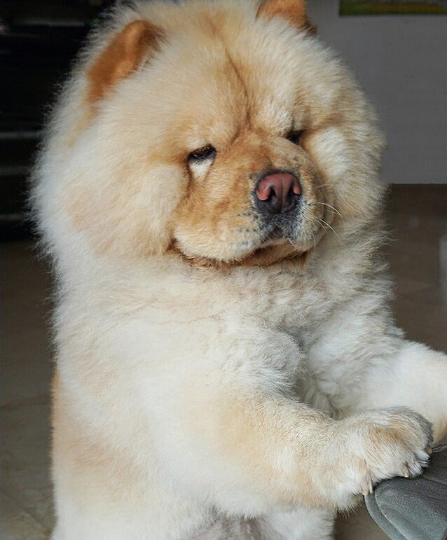 And this is my dog ??Peach - My, Dog, Chow Chow, Care and maintenance, Longpost