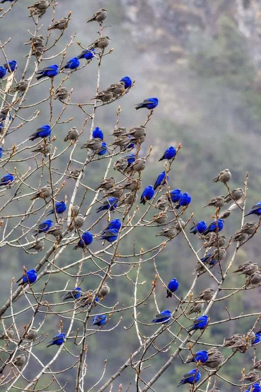 The beauty of the view Azure bird or when gentlemen got beautiful outfits - Birds, Sparrow, Passeriformes, Ornithology, The photo, 