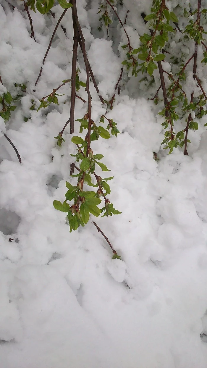 Reply to the post “Hello everyone who is having spring!” - Palm Sunday, April 12 - Cosmonautics Day, April 12th, Reply to post, Longpost