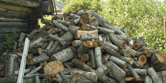 Игра "найди кота" Природа, Фотография, Игры, Photoshop, Кот, Лес, Длиннопост