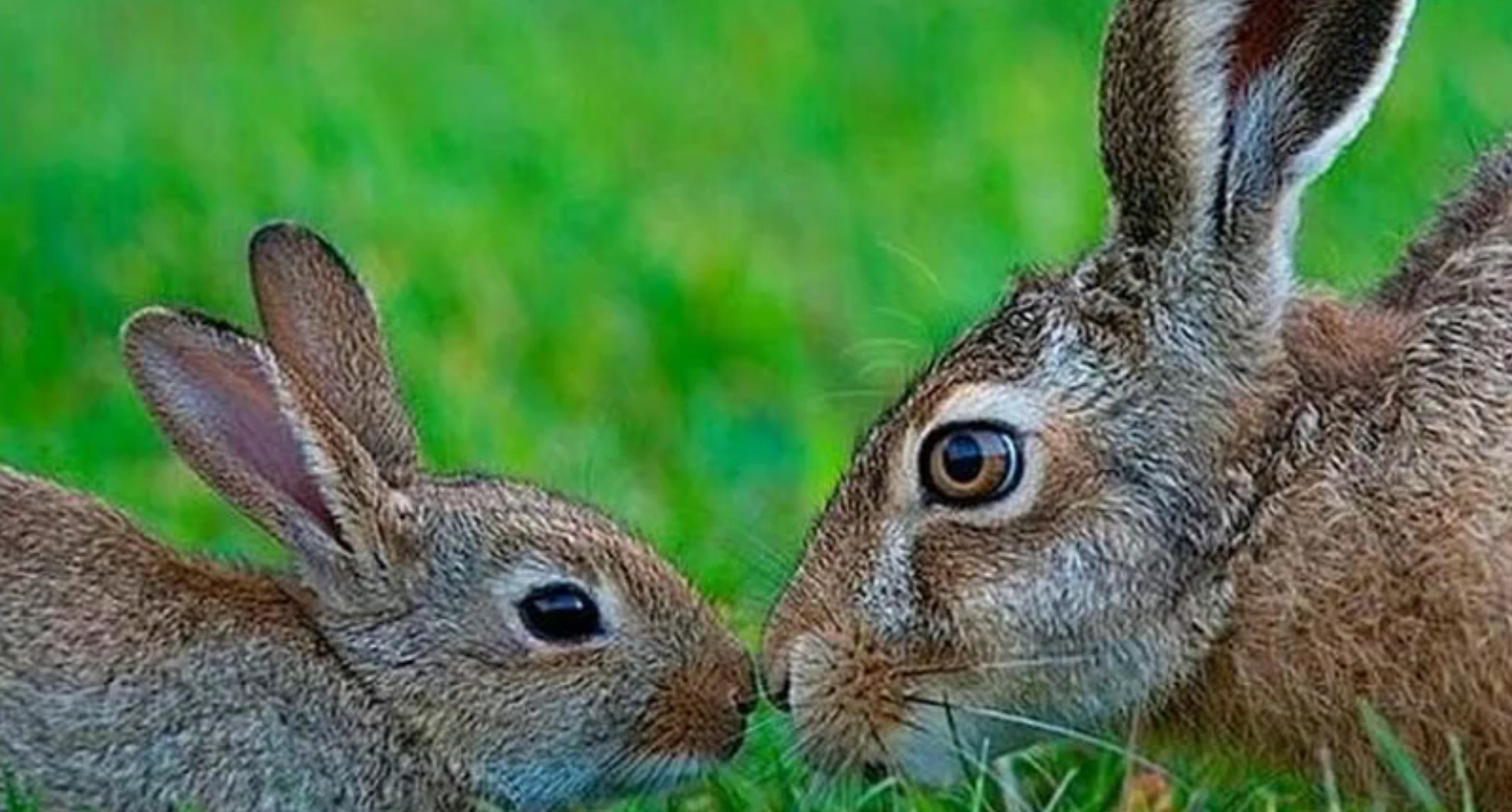 Какое главное различие белки и зайца. Заяц. Кролики. Pfzw b rhjkbnr. Заяц против кролика.