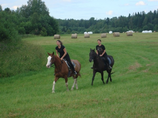 The story of my love for horses and vacation on a horse farm - My, Equestrian Club, Horseback riding, Real life story, Long, Longpost