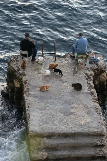 The cats are just waiting for fish - cat, Cat family, Small cats