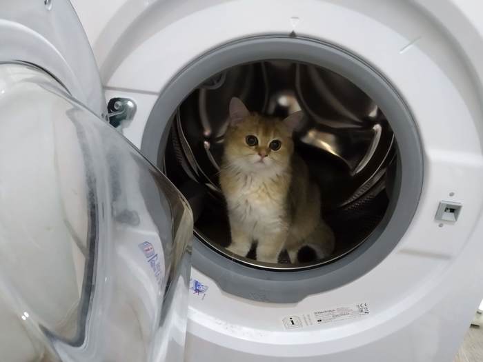 Happy Cosmonautics Day - My, cat, April 12 - Cosmonautics Day, Washing machine, Космонавты