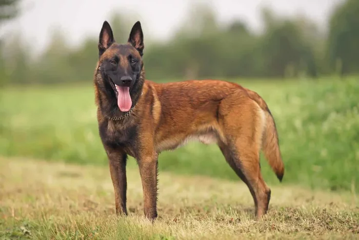 Belgian Shepherd: Groenendael, Tervuren, Malinois, Laekenois - My, Dog, Puppies, Nature, Animals, A selection, Facts, Milota, beauty, Longpost