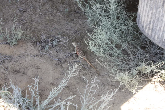 Steppe agama - My, steppe agama, Female, Male, Longpost